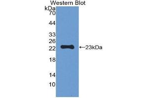 Western Blotting (WB) image for anti-Peroxiredoxin 1 (PRDX1) (AA 1-199) antibody (Biotin) (ABIN1175813)