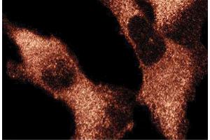 Immunofluorescence staining of human fibroblasts.