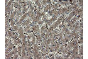 Image no. 13 for anti-PHD Finger Protein 7 (PHF7) (AA 155-381) antibody (ABIN1490975)