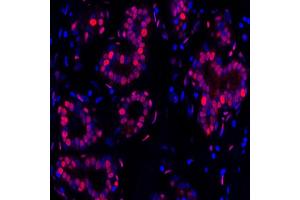 Immunofluorescence (IF) image for anti-Proliferating Cell Nuclear Antigen (PCNA) (AA 225-261) antibody (ABIN7449543)