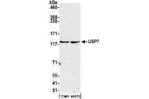 Western Blotting (WB) image for anti-Ubiquitin Specific Peptidase 7 (Herpes Virus-Associated) (USP7) (C-Term) antibody (ABIN7454512) (USP7 anticorps  (C-Term))