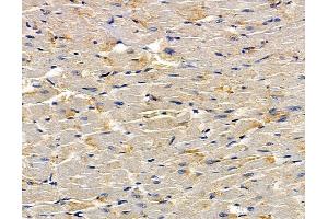ABIN7095060 and ABIN7099116 at 1/100 staining rat heart tissue by IHC-P. (FAM105B anticorps)