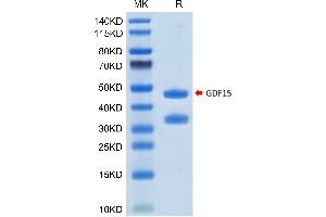 Human GDF15 on Tris-Bis PAGE under reduced condition. (GDF15 Protein (AA 197-308) (Fc Tag))