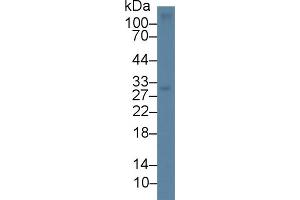 anti-CD7 (CD7) (AA 24-150) antibody