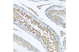 Immunohistochemistry of paraffin-embedded rat testis using HPX antibody.