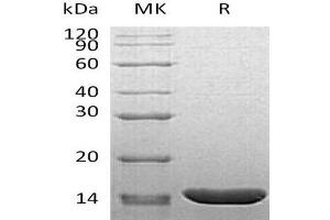 Western Blotting (WB) image for Tumor Necrosis Factor alpha (TNF alpha) (Active) protein (ABIN7320677) (TNF alpha Protéine)