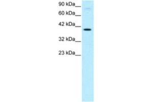 Western Blotting (WB) image for anti-KIN, Antigenic Determinant of RecA Protein Homolog (KIN) antibody (ABIN2460273) (KIN anticorps)