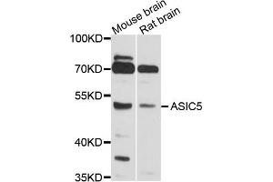 Western blot analysis of extract of mouse brain and rat brain cells, using ASIC5 antibody. (ACCN5 anticorps)