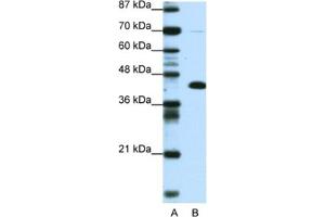 Western Blotting (WB) image for anti-Zinc Finger and BTB Domain Containing 25 (ZBTB25) antibody (ABIN2460742) (ZBTB25 anticorps)