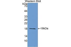 Western Blotting (WB) image for anti-Tumor Necrosis Factor (Ligand) Superfamily, Member 13 (TNFSF13) (AA 96-241) antibody (ABIN1078631)