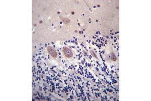 CACNA2D2 Antibody (Center) (ABIN657303 and ABIN2846384) immunohistochemistry analysis in formalin fixed and paraffin embedded human cerebellum tissue followed by peroxidase conjugation of the secondary antibody and DAB staining.
