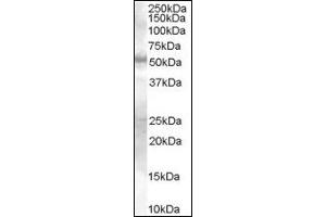 Image no. 1 for anti-SMAD Family Member 9 (SMAD9) (Internal Region) antibody (ABIN372891) (SMAD9 anticorps  (Internal Region))