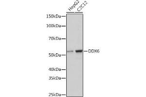 Western blot analysis of extracts of various cell lines, using DDX6 Rabbit mAb (ABIN7266703) at 1:1000 dilution.