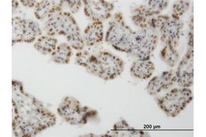 Image no. 1 for anti-CLK3 (CLK3) (AA 36-136) antibody (ABIN598613) (CLK3 anticorps  (AA 36-136))