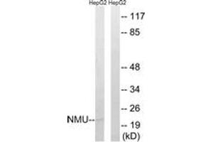 Western Blotting (WB) image for anti-Neuromedin U (NMU) (AA 125-174) antibody (ABIN2890460) (Neuromedin U anticorps  (AA 125-174))