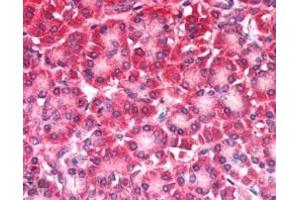 ABIN184977 (5µg/ml) staining of paraffin embedded Human Pancreas.