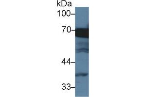 Detection of HSPA1L in Human HepG2 cell lysate using Monoclonal Antibody to Heat Shock 70 kDa Protein 1 Like Protein (HSPA1L)