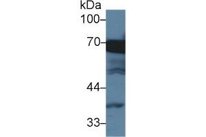 Detection of HSPA1L in Human HepG2 cell lysate using Monoclonal Antibody to Heat Shock 70 kDa Protein 1 Like Protein (HSPA1L) (HSPA1L anticorps  (AA 1-641))
