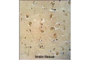 WWC3 antibody (C-term) (ABIN654482 and ABIN2844217) immunohistochemistry analysis in formalin fixed and paraffin embedded human brain tissue followed by peroxidase conjugation of the secondary antibody and DAB staining. (WWC3 anticorps  (C-Term))