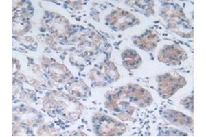 IHC-P analysis of Human Stomach Tissue, with DAB staining. (PON3 anticorps  (AA 2-354))