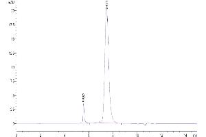 The purity of Biotinylated Human BAFF (Trimer) is greater than 95 % as determined by SEC-HPLC.