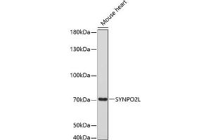 Western blot analysis of extracts of mouse heart, using SYNPO2L antibody (ABIN6135147, ABIN6148780, ABIN6148782 and ABIN6220274) at 1:3000 dilution. (SYNPO2L anticorps  (AA 700-800))