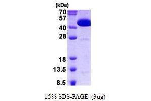 Image no. 1 for Cytosolic Iron-Sulfur Protein Assembly 1 (CIAO1) protein (His tag) (ABIN1098566)
