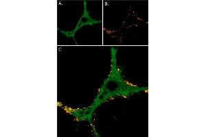 Neurite outgrowth was induced in  cells through 7 days exposure to 100 ng/mL Native mouse NGF 2.
