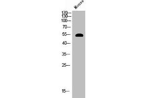 Western Blot analysis of mouse cells using Phospho-Akt (S124) Polyclonal Antibody (AKT1 anticorps  (pSer124))