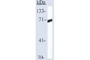 Western blot analysis of HSP70 expression in Hela cells (HSP70 1A anticorps  (C-Term))