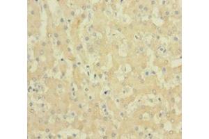 Immunohistochemistry of paraffin-embedded human liver tissue using ABIN7152719 at dilution of 1:100