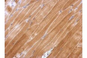 IHC-P Image Immunohistochemical analysis of paraffin-embedded mouse muscle, using GPX2, antibody at 1:500 dilution.