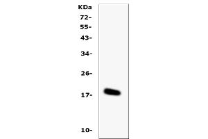 Western blot analysis of IL-16 using anti-IL-16 antibody (ABIN5518927). (IL16 anticorps  (AA 1205-1322))