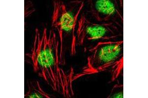Immunofluorescent staining of HeLa cells with ZBTB16 monoclonal antibody, clone 5B3  (Green). (ZBTB16 anticorps)
