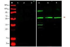 Western blot using  affinity purified anti-PTEN-P1 antibody shows detection of endogenous PTEN-P1 in whole cell lysates from human derived cell lines HeLa (lane 4), HEK293 (lane 5) and MCF7 (lane 6). (PTENP1 anticorps  (N-Term))