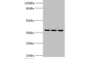 Western blot All lanes: 39S ribosomal protein L1, mitochondrial antibody at 2 μg/mL Lane 1: Hela whole cell lysate Lane 2: K562 whole cell lysate Lane 3: HepG2 whole cell lysate Secondary Goat polyclonal to rabbit IgG at 1/10000 dilution Predicted band size: 39 kDa Observed band size: 39 kDa (MRPL1 anticorps  (AA 51-324))
