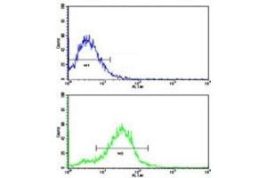 Flow cytometric analysis of HepG2 cells using BMPR2 antibody (green) compared to a negative control (blue).
