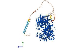 AlphaFold protein structure predicition of Human Recombinant GLCE Protein, UniprotID O94923