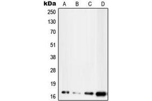 Western blot analysis of UBE2D2 expression in MCF7 (A), HepG2 (B), NIH3T3 (C), H9C2 (D) whole cell lysates. (UBE2D2 anticorps  (C-Term))