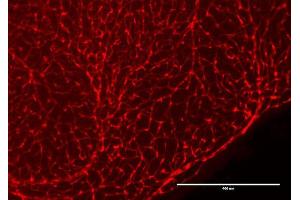 Immunofluorescence Microscopy of Chicken Anti-RFP antibody. (RFP anticorps  (Biotin))