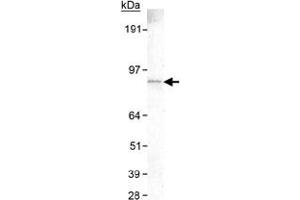 Western blot analysis of SLC9A8 in HeLa whole cell lysate with SLC9A8 monoclonal antibody, clone 7A11 .