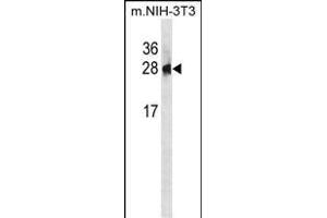 PSPH Antibody (N-term) (ABIN1881701 and ABIN2839050) western blot analysis in mouse NIH-3T3 cell line lysates (35 μg/lane). (PSPH anticorps  (N-Term))