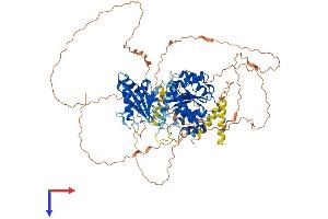 AlphaFold protein structure predicition of Mouse Recombinant Ddx20 Protein, UniprotID Q9JJY4