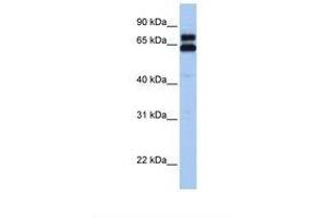 Image no. 1 for anti-Heat Shock 60kDa Protein 1 (Chaperonin) (HSPD1) (C-Term) antibody (ABIN6739087) (HSPD1 anticorps  (C-Term))