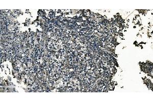 IHC analysis of GNG7 using anti-GNG7 antibody (ABIN7600508). (GNG7 anticorps  (AA 2-57))