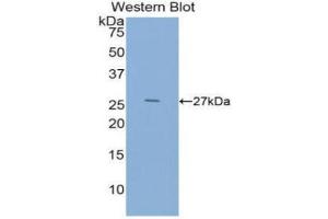 Western Blotting (WB) image for anti-Epidermal Growth Factor (EGF) (AA 973-1201) antibody (ABIN1858693) (EGF anticorps  (AA 973-1201))