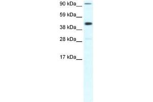POLR2B antibody used at 0. (POLR2B anticorps  (Middle Region))