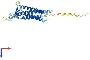 AlphaFold protein structure predicition of Mouse Recombinant Cldn1 Protein, UniprotID O88551