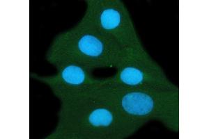 IF analysis of 14-3-3 zeta/delta using anti-14-3-3 zeta/delta antibody (ABIN5693157). (14-3-3 zeta anticorps)