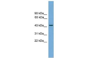 WB Suggested Anti-Rbm9 Antibody Titration:  0. (RBM9 anticorps  (C-Term))